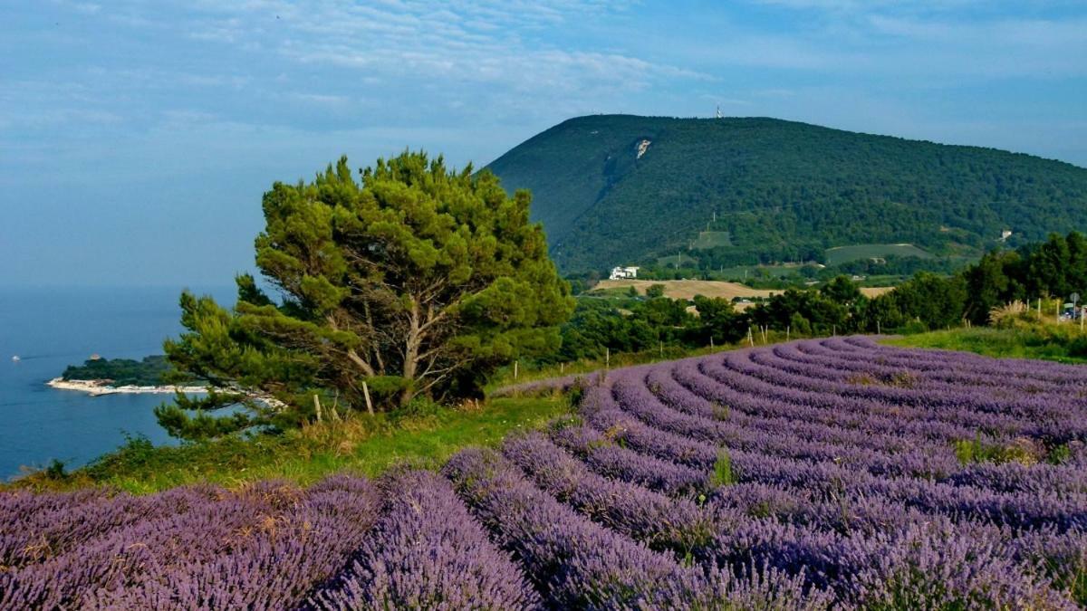 Vila La Violetta Camerano Exteriér fotografie